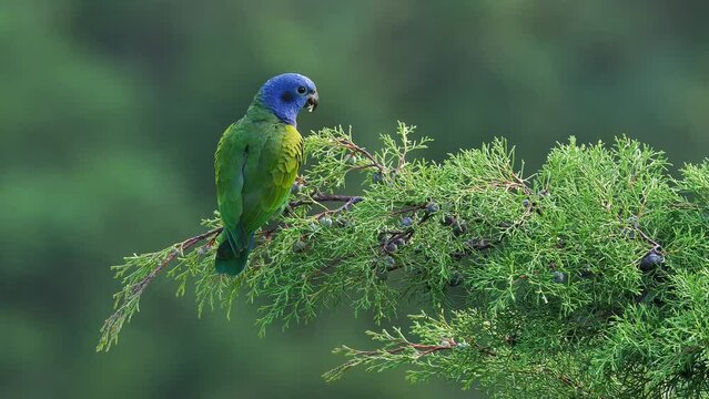 Loro cabeza azul comiendo semillas