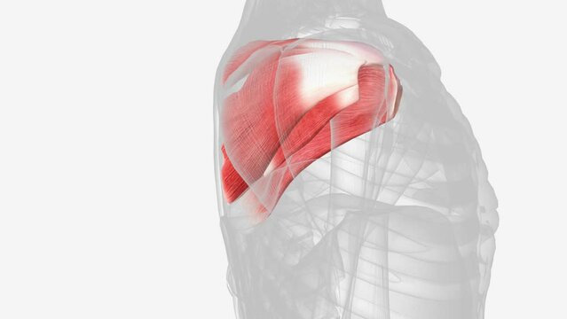 Muscles of right rotator cuff .