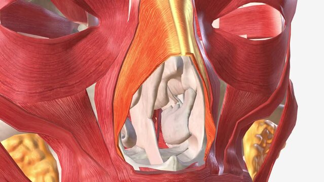The nasalis muscle is a sphincter-like muscle of the nose. It has a transverse part and an alar part.