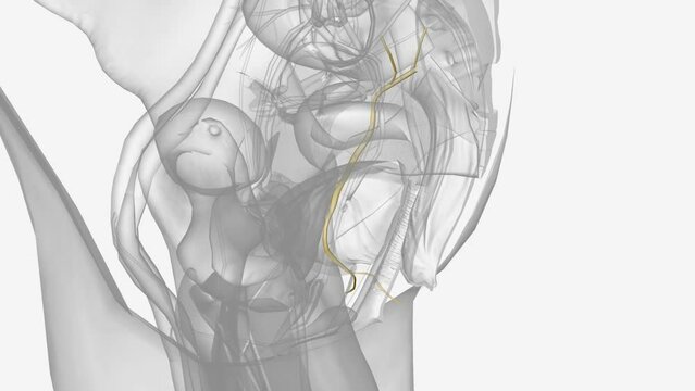 The pudendal nerve provides most of the movement and sensations .