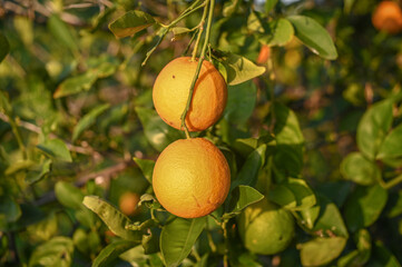 juicy oranges in an orange orchard in Cyprus in winter 10
