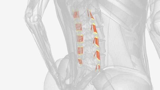 The intertransversarii muscles attach between the transverse processes of adjacent lumbar vertebrae .