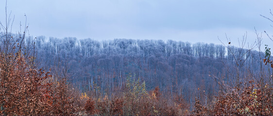 Wooded hills in late autumn. Bright orange dry leaves of young trees against the background of an old forest in frost. Atmospheric natural background