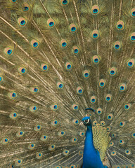 Obraz premium Close up of colorful peacock with his feathers fanned out