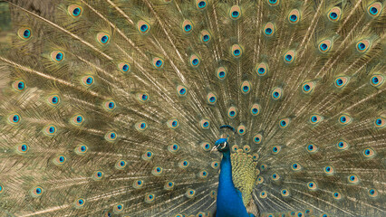 Obraz premium Close up of colorful peacock with his feathers fanned out