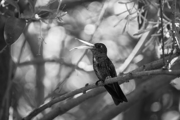 Colibrí en ByN © GABRIELA