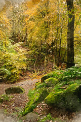 Obraz premium Digital watercolour painting of Beautiful Autumn landscape image of woodland and golden leaves and river running through deep valley below in Peak District National Park