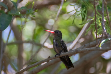 Pequeño Colibrí