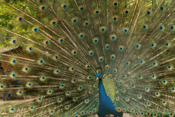 Obraz premium Close up of colorful peacock with his feathers fanned out