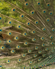 Obraz premium Close up of colorful peacock with his feathers fanned out