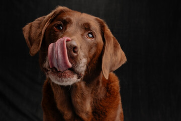 Chocolate Labrador Licking his Nose