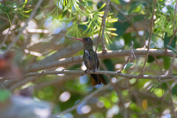 Picaflor entre las ramas © GABRIELA