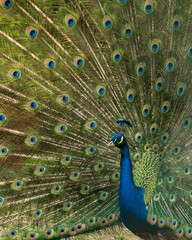 Naklejka premium Close up of colorful peacock with his feathers fanned out