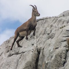 Chamois, Rupicapra rupicapra en train de gravir une montagne rocheuse