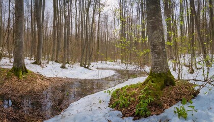 Early spring in the forest, melting snow in sunny weather.