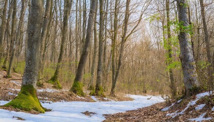 Snow melting in forest among trees on early spring day. Nature background with melting snow in spring forest