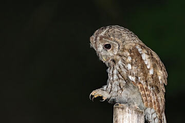 Tawny Owl