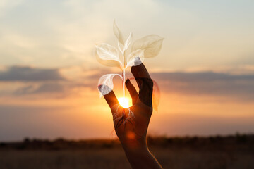 Silhouette of a hand holding a plant in the sunset background.
