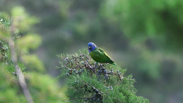 Loro cabeza azul parado en un pino