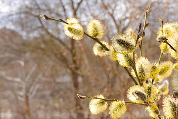 Delicate willow flowers on the background of the April forest, spring floral arrangement, banner with place for text. Holiday concept and greeting card for Easter © Светлана Балынь