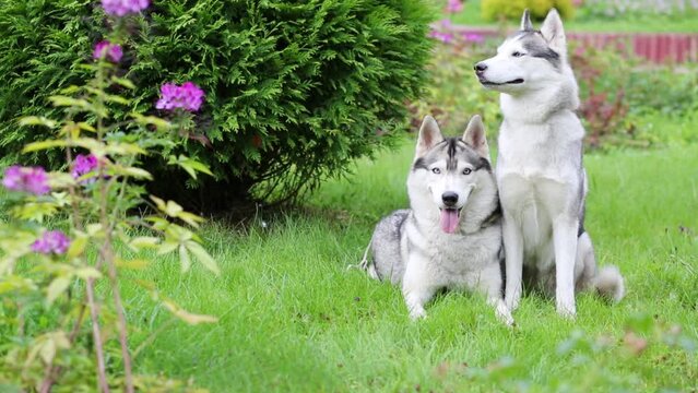 Two beautiful Husky dog on grass next to bush in park.