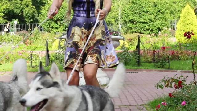 Blond woman with two Husky on dog-lead comes from flowerbed