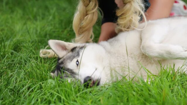 Womens hands caressing and stroking Husky dog on grass in park.