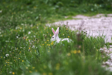 Obraz premium rabbit in the grass