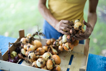 Traditions in Agriculture: Hand Knitting an Onion Braid - Slovenia, Europe