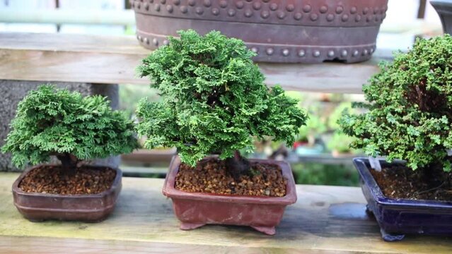 Thuja bonsai trees in pots on the shelf at greenhouse.