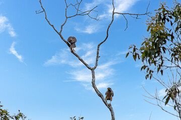 Roadside Hawk Couple (Rupornis magnirostris) - Birds of Prey, Rio de Janeiro, Brasil