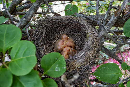 Cute nest with three hatchlings of Rufous-bellied Thrush, officially chosen as the national bird of Brazil