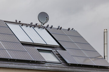 Pigeons pollute a house roof with solar modules with feces