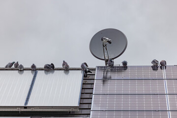 Pigeons dirty roofs and solar panels