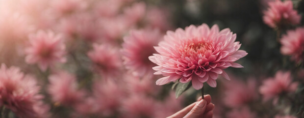 Hands of a woman holding a pink flower.
feeling of peace. Meditation and well-being, close-up.