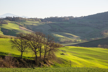 Beautiful Tuscany landscape in spring time with wave green hills and isolated trees. Tuscany, Italy, Europe - 717133546