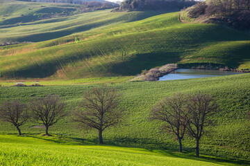 Fototapeta na wymiar Beautiful Tuscany landscape in spring time with wave green hills and isolated trees. Tuscany, Italy, Europe
