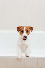 Cute Jack Russell Terrier dog taking bath at home. Portrait of adorable dog standing in bathtub and looking at the camera