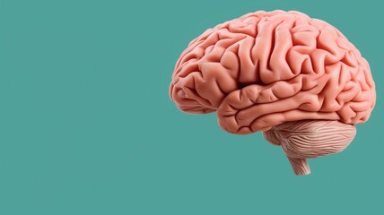 Detailed human brain model against teal background