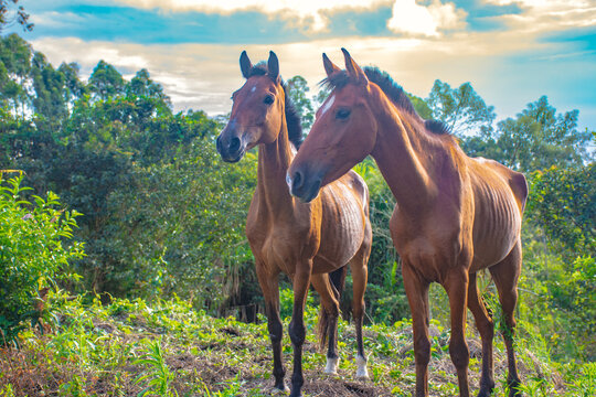 Retratos que celebran la belleza y fuerza imparable de los caballos.