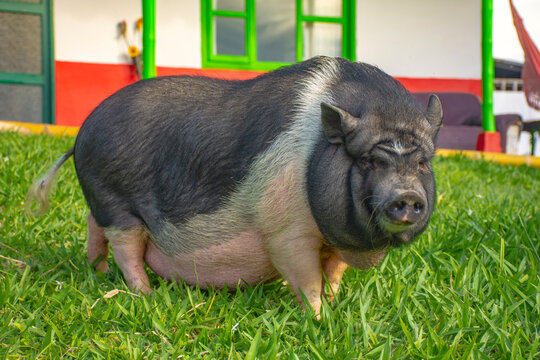 Mini pork