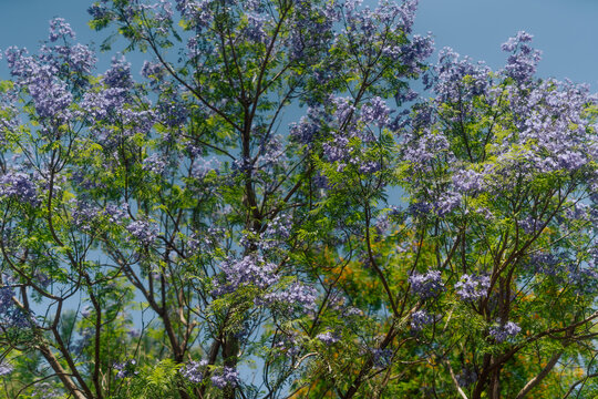 Jacaranda Mimosifolia in Cyprus Sunshine
