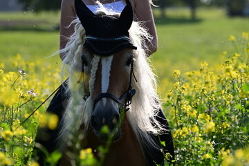 Schöner Haflinger mit Reiterin im Portrait