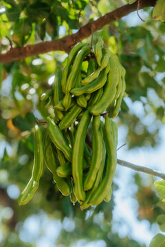 Green Carob Tree Pods in Cyprus