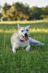jack russell terrier
