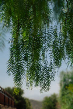 Weeping Willow in Vavla, Larnaca