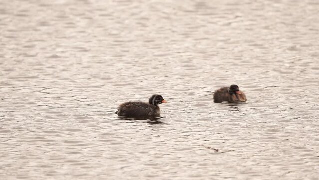 Two chickens of little grebe (Tachybaptus ruficollis), also known as dabchick swimming on a pond