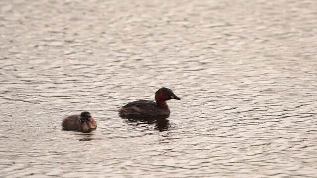 Two chickens of little grebe (Tachybaptus ruficollis), also known as dabchick being fed by a parent bird