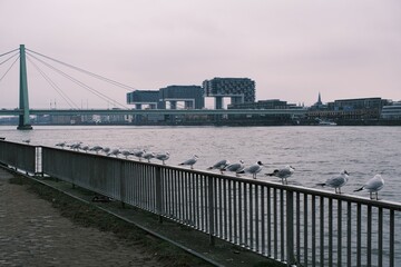Möwen sitzen am Rhein bei Köln