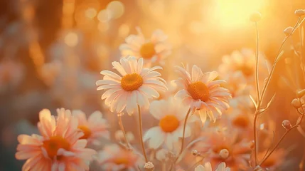 Fototapete  Marguerite daisy flowers in spring meadow. Wallpaper. © XXXX
